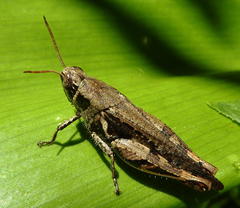 Catantopinae