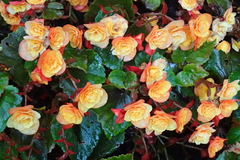 Begonia × hiemalis