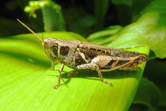 Catantopinae