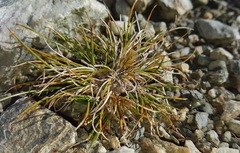 Carex kirkii