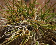 Carex kirkii