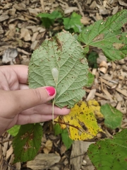 Phyllonorycter issikii