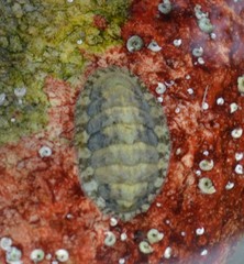 Lepidochitona cinerea