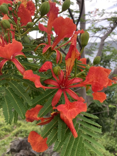 Delonix regia