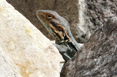 Ctenophorus modestus