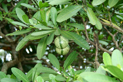 Voacanga thouarsii
