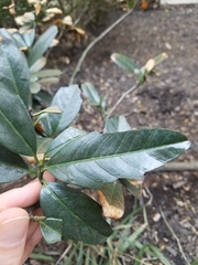 Rhododendron maximum
