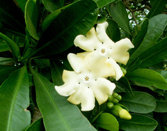 Voacanga thouarsii