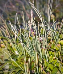 Carex enysii