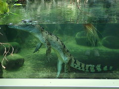 Crocodylus mindorensis