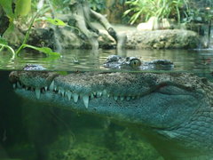 Crocodylus mindorensis