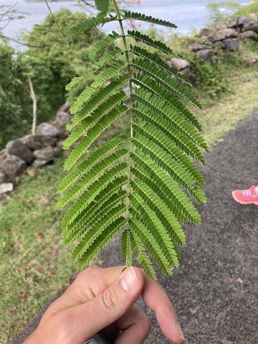 Delonix regia