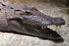 Crocodylus mindorensis