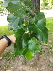 Populus nigra