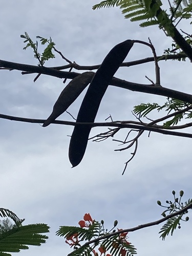 Delonix regia
