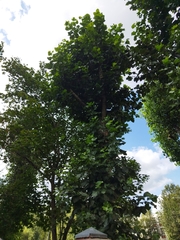 Populus nigra