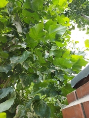 Populus nigra