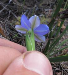 Aristea ensifolia