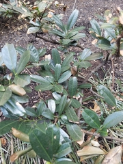 Rhododendron maximum