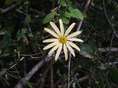 Senecio macroglossus