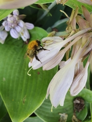 Bombus pascuorum pallidofacies