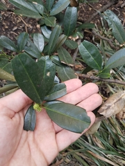 Rhododendron maximum