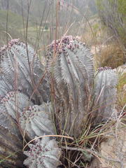 Euphorbia polygona