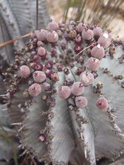 Euphorbia polygona