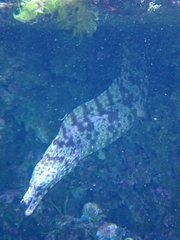 Enchelycore pardalis