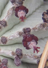 Euphorbia polygona