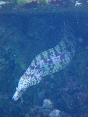 Enchelycore pardalis