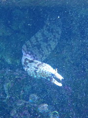 Enchelycore pardalis