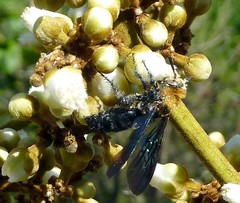 Campsomeriella