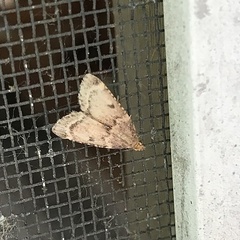 Aglossa disciferalis