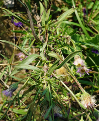 Erigeron acris acris