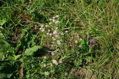 Erigeron acris acris