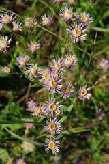 Erigeron acris acris