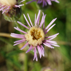 Erigeron acris acris