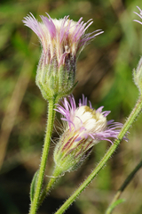 Erigeron acris acris
