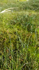 Carex cephalotes