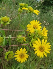 Silphium integrifolium laeve