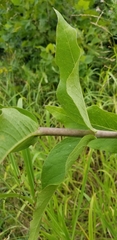 Silphium integrifolium laeve