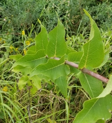 Silphium integrifolium laeve