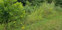Silphium integrifolium laeve