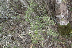 Gymnosporia polyacantha