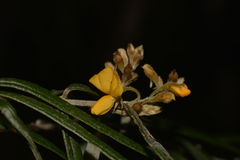 Oxylobium robustum