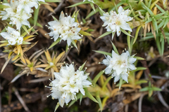 Scleranthus pungens