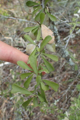 Gymnosporia polyacantha