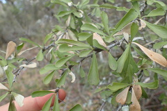 Gymnosporia polyacantha
