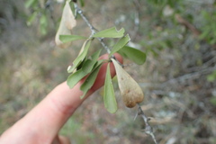 Gymnosporia polyacantha